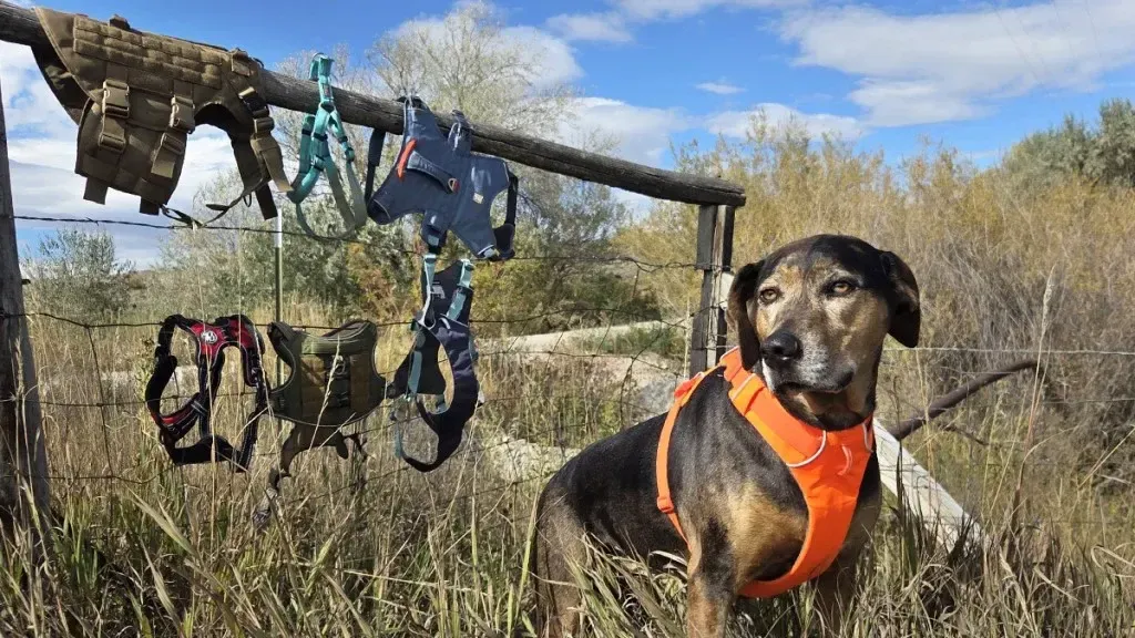 how-i-test-dog-harness